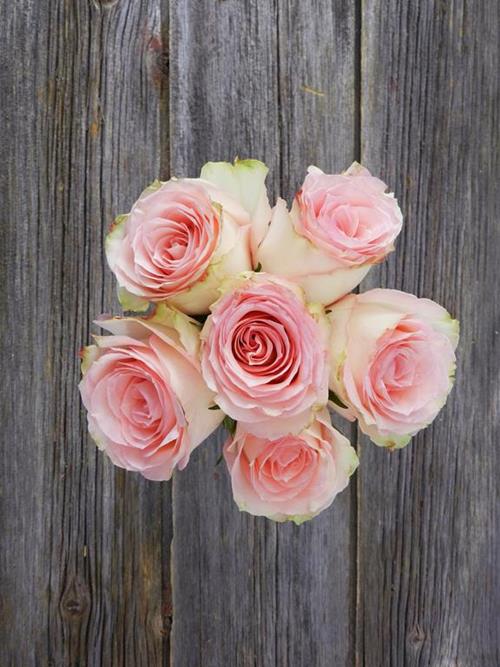 ESPERANCE  BI-COLOR WHITE/PINK ROSES